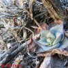 Echeveria argentinensis v.kieslingi